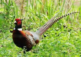 火影山鸡鱼最新爆料,山鸡鱼最新爆料揭秘，神秘剧情即将揭晓！